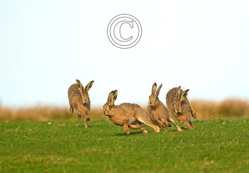    Brown Hares DM2028